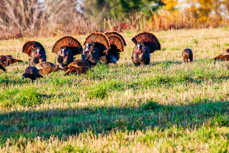 Best Time of Day To Hunt Turkey & Other Hunting Tips